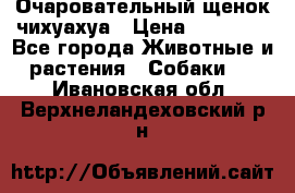 Очаровательный щенок чихуахуа › Цена ­ 40 000 - Все города Животные и растения » Собаки   . Ивановская обл.,Верхнеландеховский р-н